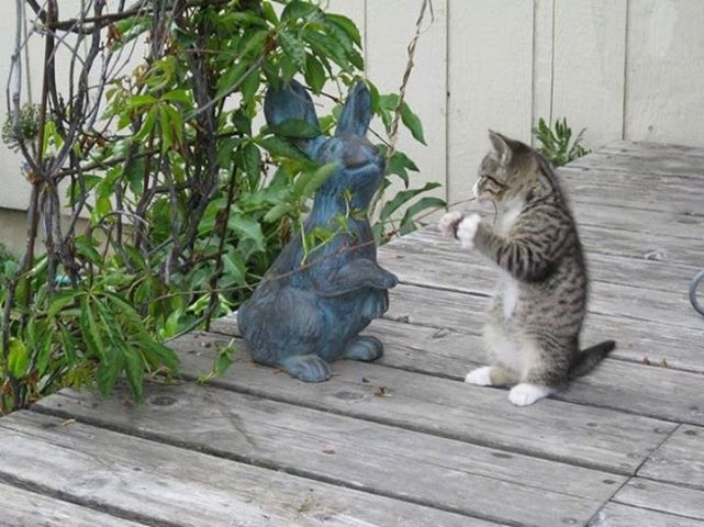 戦闘態勢の猫 おもしろ画像