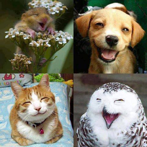 犬や猫が笑ってる画像 おもしろ画像